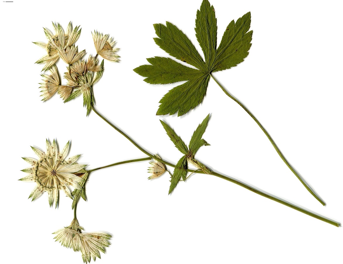 Astrantia major subsp. involucrata (Apiaceae)